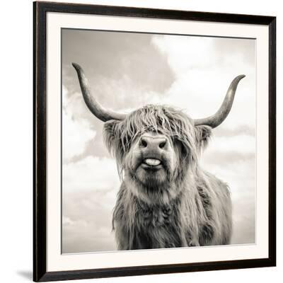 Close Up Portrait Of Scottish Highland Cattle On A Farm Framed