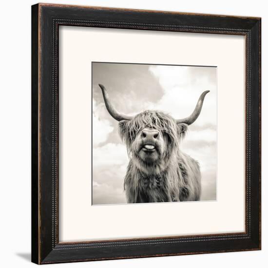 Close Up Portrait Of Scottish Highland Cattle On A Farm Framed