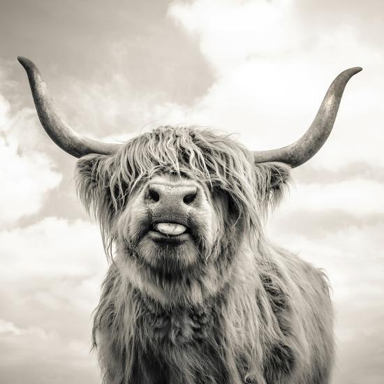 Close Up Portrait Of Scottish Highland Cattle On A Farm