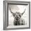 Close up portrait of Scottish Highland cattle on a farm-Mark Gemmell-Framed Photographic Print