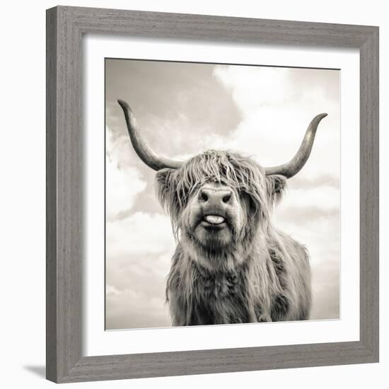 Close up portrait of Scottish Highland cattle on a farm-Mark Gemmell-Framed Photographic Print