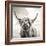 Close up portrait of Scottish Highland cattle on a farm-Mark Gemmell-Framed Photographic Print