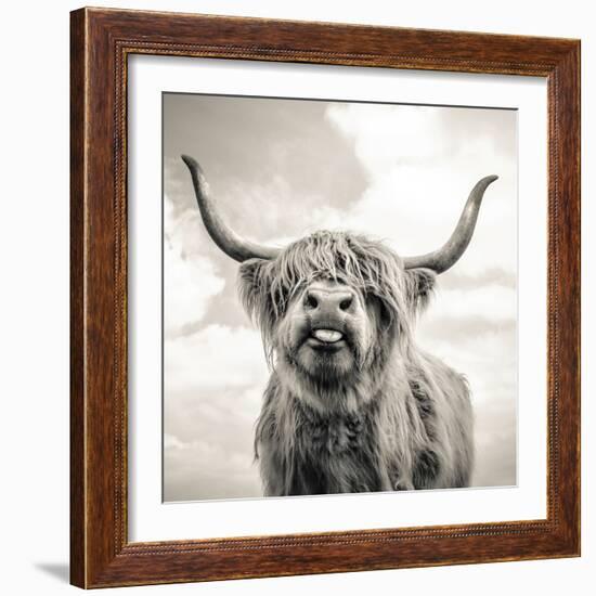 Close up portrait of Scottish Highland cattle on a farm-Mark Gemmell-Framed Photographic Print