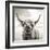 Close up portrait of Scottish Highland cattle on a farm-Mark Gemmell-Framed Photographic Print