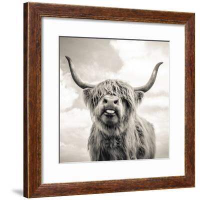 Close Up Portrait Of Scottish Highland Cattle On A Farm - Scottish Highland Cow Framed Picture Close Up Portrait Of Scottish Highland Cattle On A Farm - Scottish Highland Cow Framed Picture