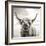 Close up portrait of Scottish Highland cattle on a farm-Mark Gemmell-Framed Photographic Print