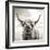 Close up portrait of Scottish Highland cattle on a farm-Mark Gemmell-Framed Photographic Print