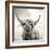 Close up portrait of Scottish Highland cattle on a farm-Mark Gemmell-Framed Photographic Print