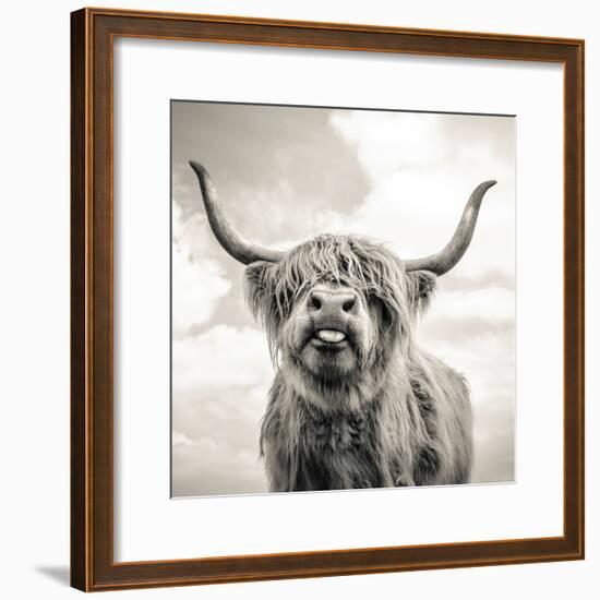 Close up portrait of Scottish Highland cattle on a farm-Mark Gemmell-Framed Photographic Print