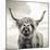 Close up portrait of Scottish Highland cattle on a farm-Mark Gemmell-Mounted Photographic Print