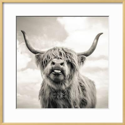 Close Up Portrait Of Scottish Highland Cattle On A Farm - Scottish Highland Cow Framed Picture Close Up Portrait Of Scottish Highland Cattle On A Farm - Scottish Highland Cow Framed Picture