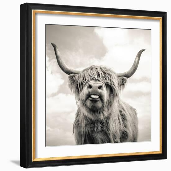 Close up portrait of Scottish Highland cattle on a farm-Mark Gemmell-Framed Photographic Print