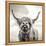 Close up portrait of Scottish Highland cattle on a farm-Mark Gemmell-Framed Premier Image Canvas