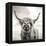 Close up portrait of Scottish Highland cattle on a farm-Mark Gemmell-Framed Premier Image Canvas