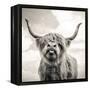 Close up portrait of Scottish Highland cattle on a farm-Mark Gemmell-Framed Premier Image Canvas