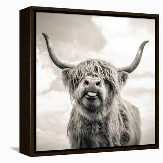 Close up portrait of Scottish Highland cattle on a farm-Mark Gemmell-Framed Premier Image Canvas