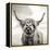 Close up portrait of Scottish Highland cattle on a farm-Mark Gemmell-Framed Premier Image Canvas