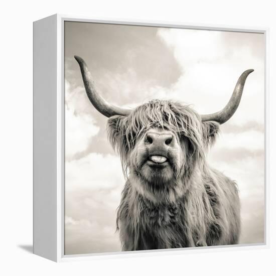 Close up portrait of Scottish Highland cattle on a farm-Mark Gemmell-Framed Premier Image Canvas