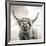 Close up portrait of Scottish Highland cattle on a farm-Mark Gemmell-Framed Photographic Print