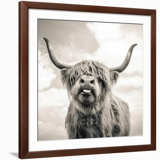 Close up portrait of Scottish Highland cattle on a farm-Mark Gemmell-Framed Photographic Print