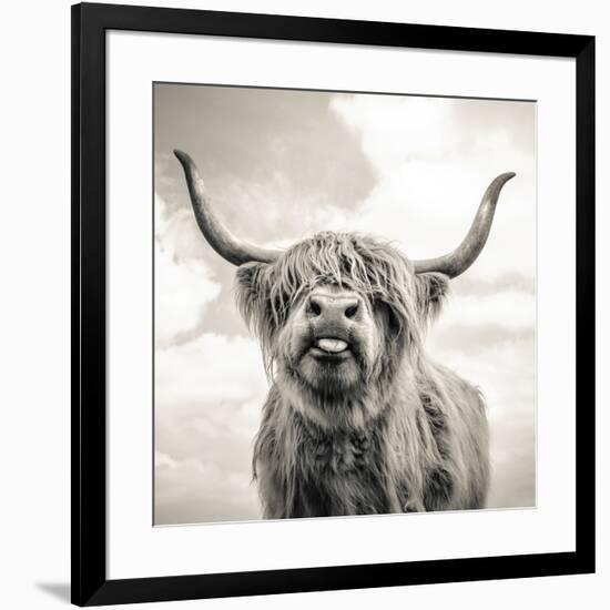 Close up portrait of Scottish Highland cattle on a farm-Mark Gemmell-Framed Photographic Print