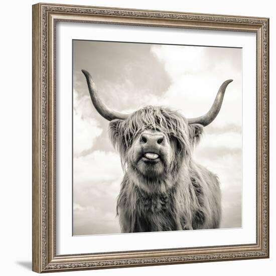 Close up portrait of Scottish Highland cattle on a farm-Mark Gemmell-Framed Premium Photographic Print