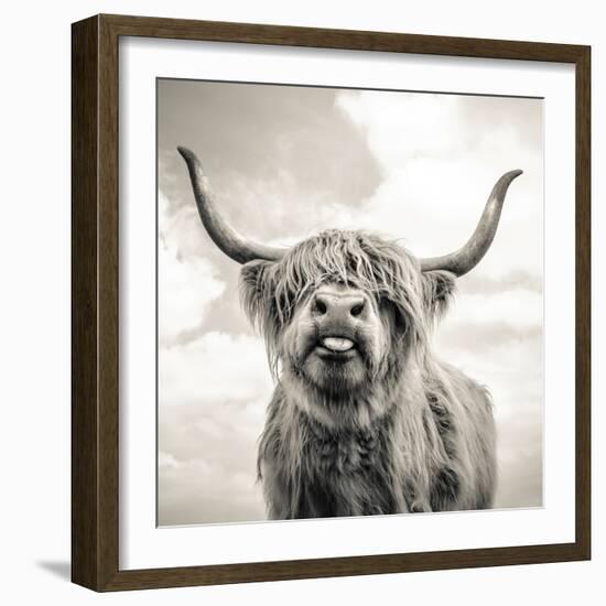 Close up portrait of Scottish Highland cattle on a farm-Mark Gemmell-Framed Premium Photographic Print