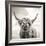 Close up portrait of Scottish Highland cattle on a farm-Mark Gemmell-Framed Premium Photographic Print