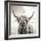 Close up portrait of Scottish Highland cattle on a farm-Mark Gemmell-Framed Premium Photographic Print