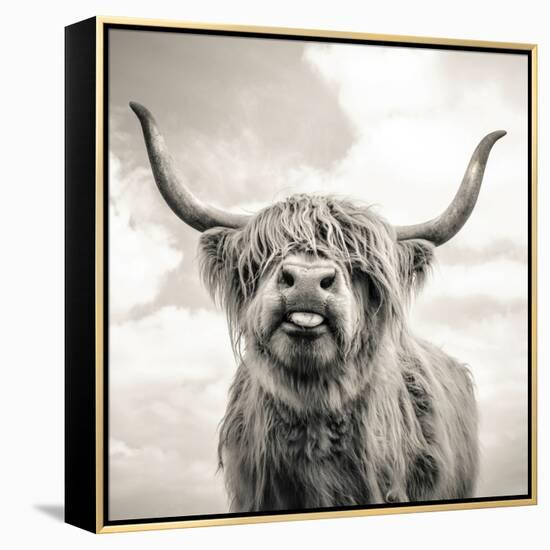 Close up portrait of Scottish Highland cattle on a farm-Mark Gemmell-Framed Premier Image Canvas