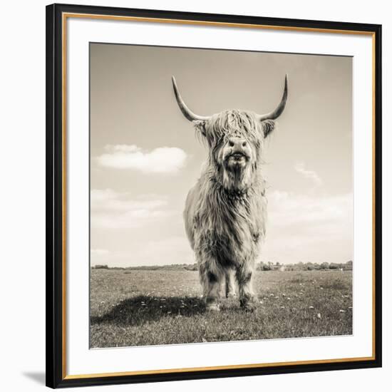 Close up portrait of Scottish Highland cattle on a farm-Mark Gemmell-Framed Photographic Print