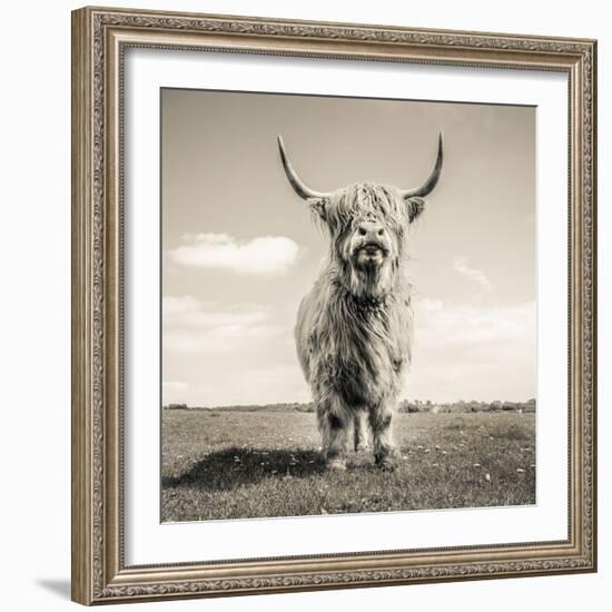 Close up portrait of Scottish Highland cattle on a farm-Mark Gemmell-Framed Photographic Print