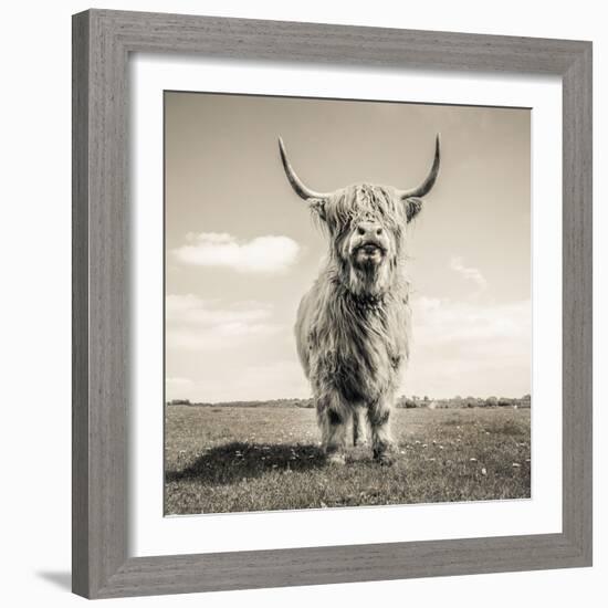 Close up portrait of Scottish Highland cattle on a farm-Mark Gemmell-Framed Photographic Print