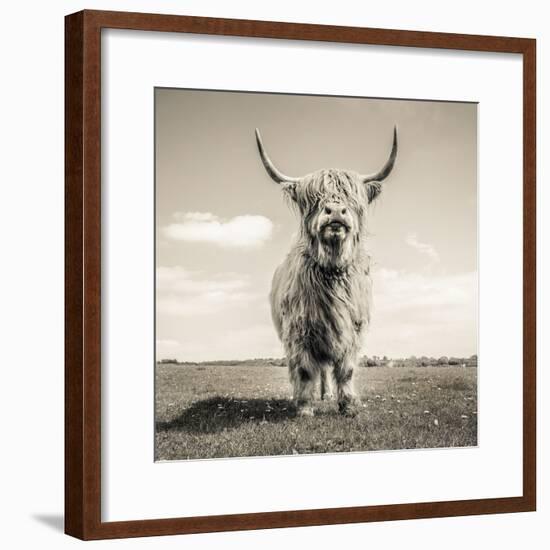 Close up portrait of Scottish Highland cattle on a farm-Mark Gemmell-Framed Photographic Print