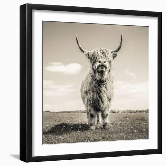 Close up portrait of Scottish Highland cattle on a farm-Mark Gemmell-Framed Photographic Print