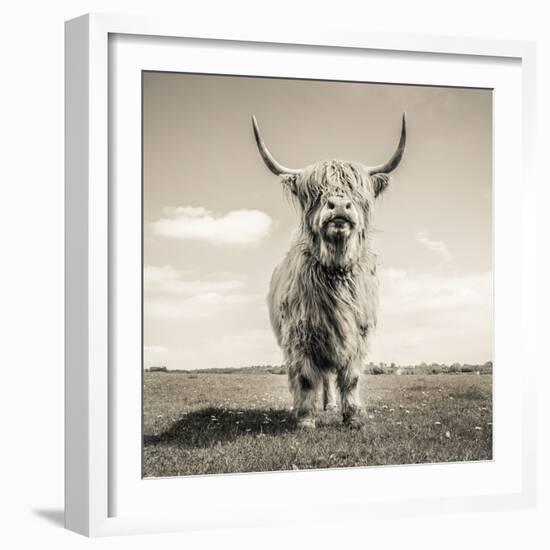 Close up portrait of Scottish Highland cattle on a farm-Mark Gemmell-Framed Photographic Print