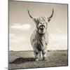 Close up portrait of Scottish Highland cattle on a farm-Mark Gemmell-Mounted Photographic Print