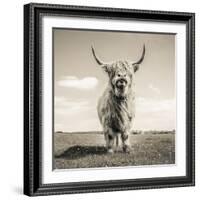 Close up portrait of Scottish Highland cattle on a farm-Mark Gemmell-Framed Photographic Print