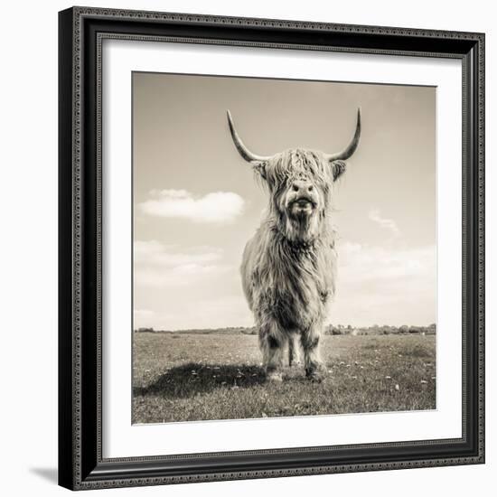 Close up portrait of Scottish Highland cattle on a farm-Mark Gemmell-Framed Photographic Print