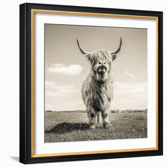 Close up portrait of Scottish Highland cattle on a farm-Mark Gemmell-Framed Photographic Print