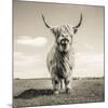 Close up portrait of Scottish Highland cattle on a farm-Mark Gemmell-Mounted Premium Photographic Print