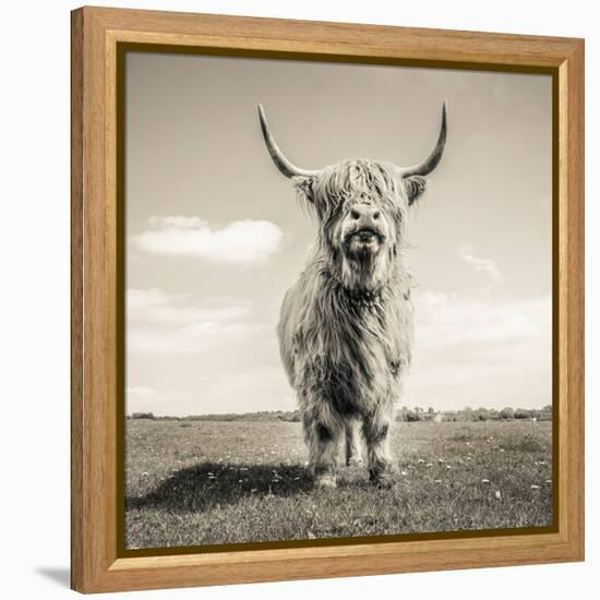 Close up portrait of Scottish Highland cattle on a farm-Mark Gemmell-Framed Premier Image Canvas