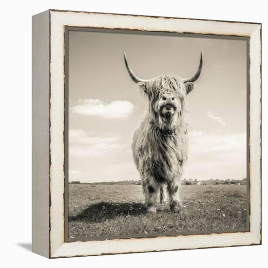 Close up portrait of Scottish Highland cattle on a farm-Mark Gemmell-Framed Premier Image Canvas