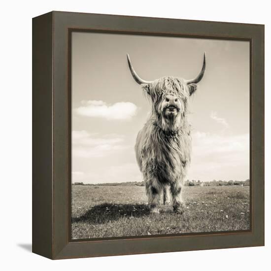 Close up portrait of Scottish Highland cattle on a farm-Mark Gemmell-Framed Premier Image Canvas