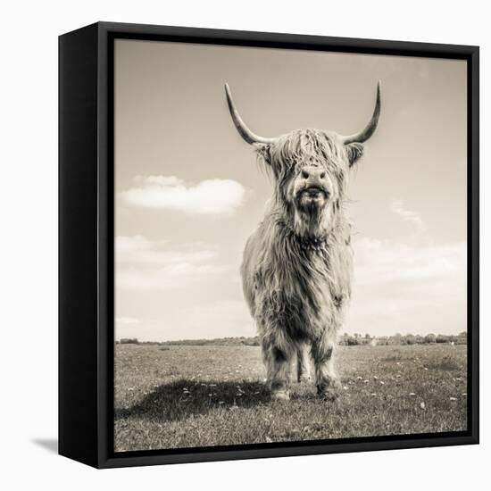 Close up portrait of Scottish Highland cattle on a farm-Mark Gemmell-Framed Premier Image Canvas