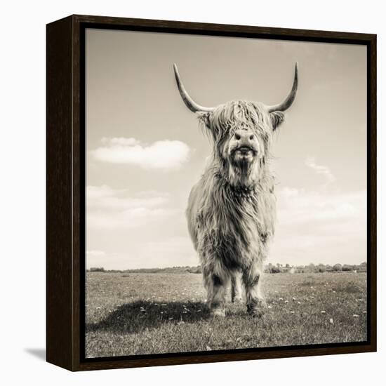 Close up portrait of Scottish Highland cattle on a farm-Mark Gemmell-Framed Premier Image Canvas