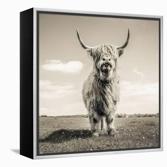 Close up portrait of Scottish Highland cattle on a farm-Mark Gemmell-Framed Premier Image Canvas