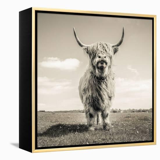 Close up portrait of Scottish Highland cattle on a farm-Mark Gemmell-Framed Premier Image Canvas