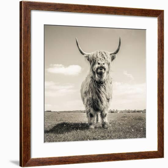 Close up portrait of Scottish Highland cattle on a farm-Mark Gemmell-Framed Photographic Print