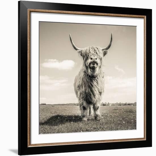 Close up portrait of Scottish Highland cattle on a farm-Mark Gemmell-Framed Photographic Print